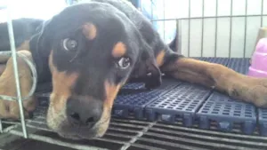 Cachorro raça Mestiça idade 1 ano nome Doroteia