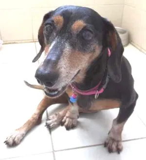 Cachorro raça dachshund idade 6 ou mais anos nome Pichula