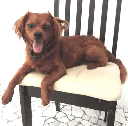 Cachorro ra a SRD idade 2 anos nome caramelo