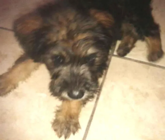 Cachorro ra a indefinido idade  nome princesa