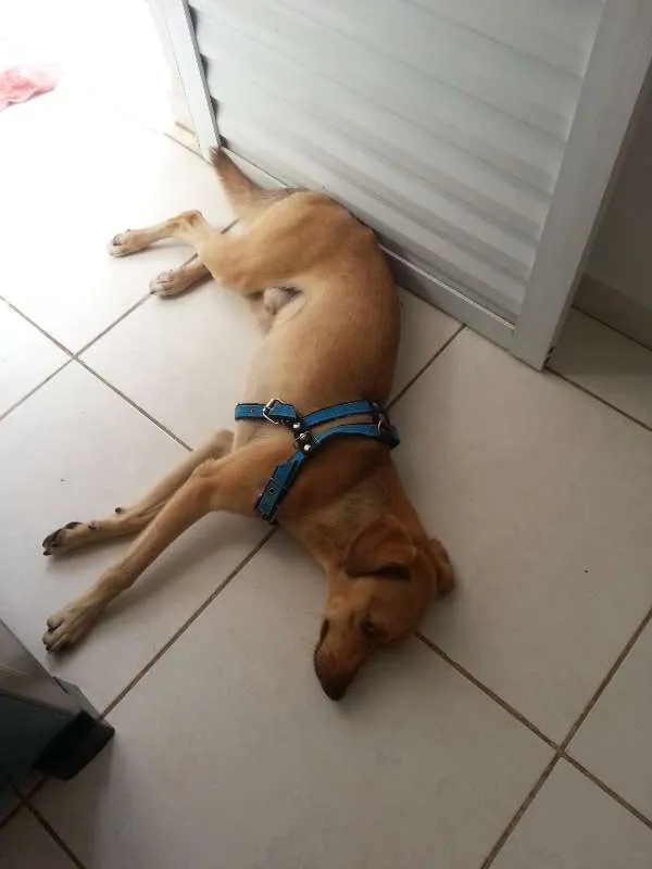 Cachorro ra a SRD idade 1 ano nome Thor