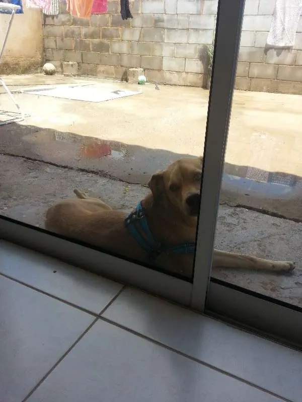 Cachorro ra a SRD idade 1 ano nome Thor
