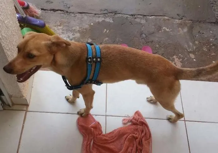 Cachorro ra a SRD idade 1 ano nome Thor