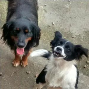 Cachorro raça SRD idade 2 anos nome JUNIOR