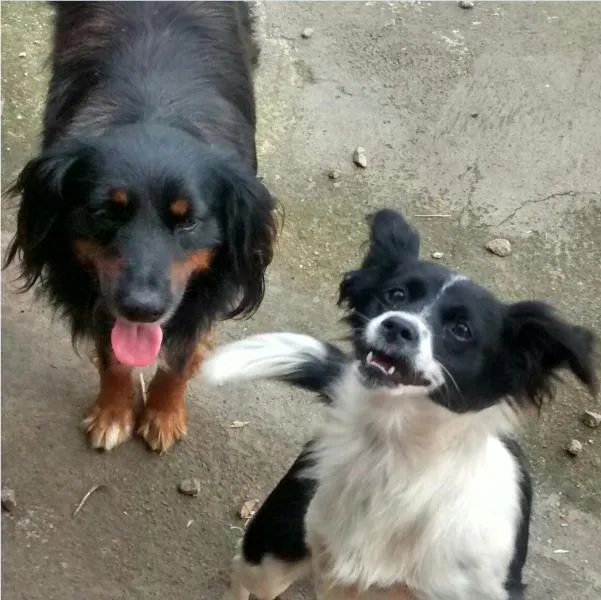 Cachorro ra a SRD idade 2 anos nome JUNIOR