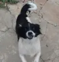 JUNIOR