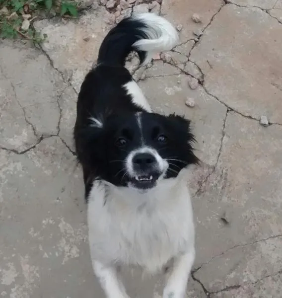 Cachorro ra a SRD idade 2 anos nome JUNIOR