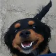 JUNIOR