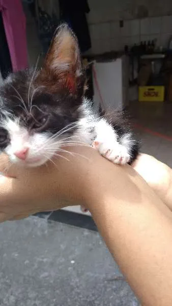 Gato raça viralata idade 2 a 6 meses nome Alice