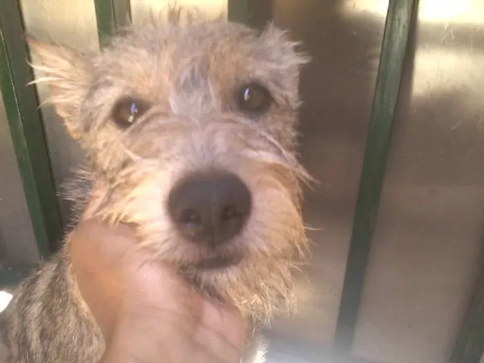Cachorro ra a vira lata idade 1 ano nome Pingo