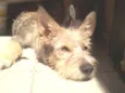 Pingo