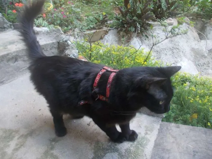 Gato ra a  idade 2 anos nome Samantha
