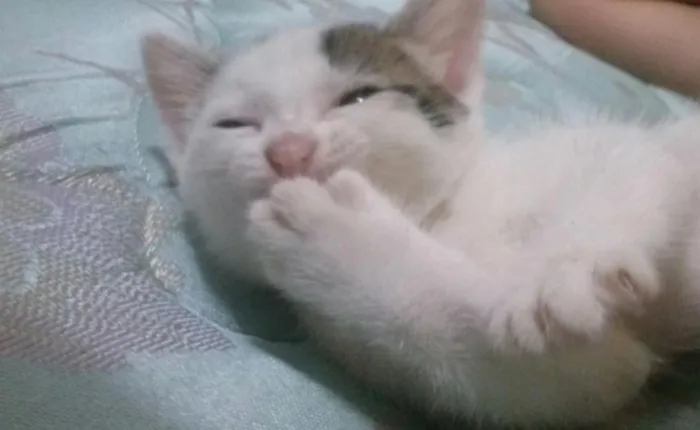 Gato ra a Srd idade Abaixo de 2 meses nome sem nome