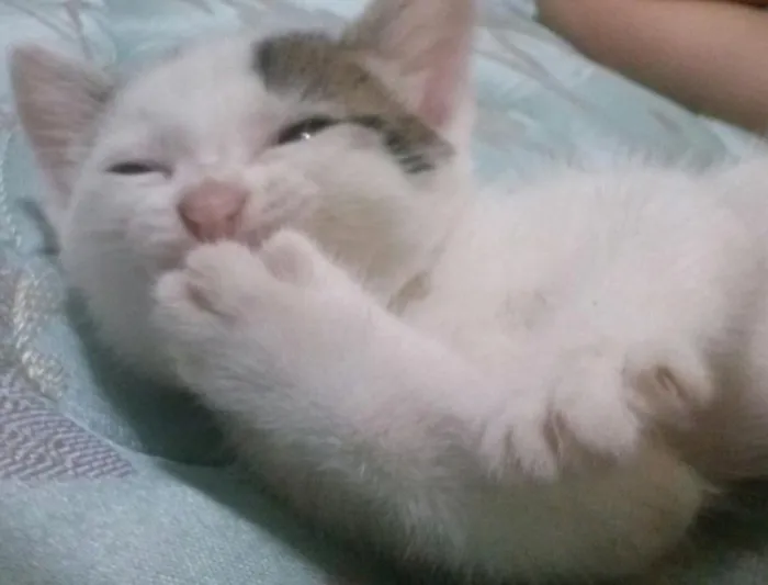 Gato ra a Srd idade Abaixo de 2 meses nome sem nome
