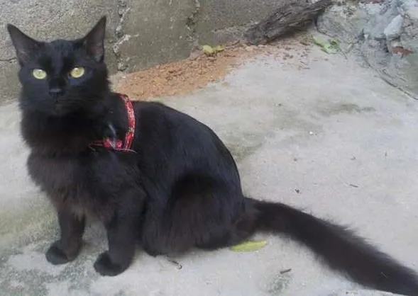 Gato ra a  idade 2 anos nome Samantha