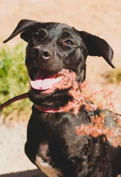 Cachorro ra a Labrador com viralata idade 1 ano nome Rosana