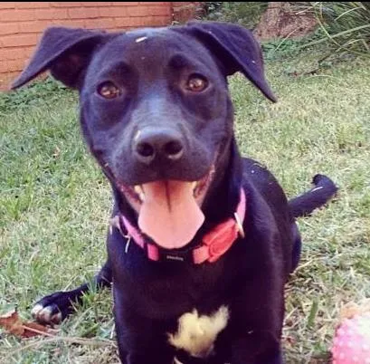 Cachorro ra a Labrador com viralata idade 1 ano nome Rosana