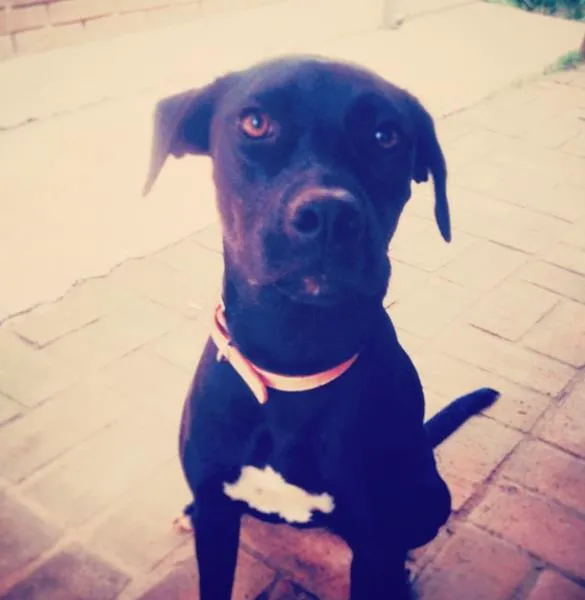 Cachorro ra a Labrador com viralata idade 1 ano nome Rosana