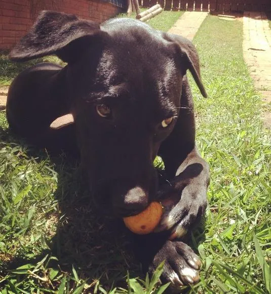 Cachorro ra a Labrador com viralata idade 1 ano nome Rosana