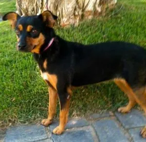 Cachorro raça SRD idade 7 a 11 meses nome Pequena