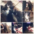 Gatinhos
