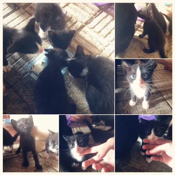 Gato raça São vira-latas  idade Abaixo de 2 meses nome Gatinhos