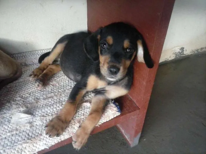 Cachorro raça srd idade 2 a 6 meses nome pretinho