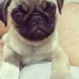 Chico 