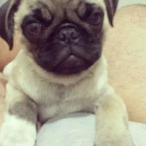 Cachorro raça PUG  idade  nome Chico 
