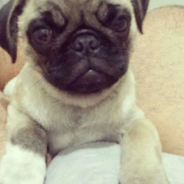 Cachorro ra a PUG  idade  nome Chico 