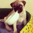 Chico 