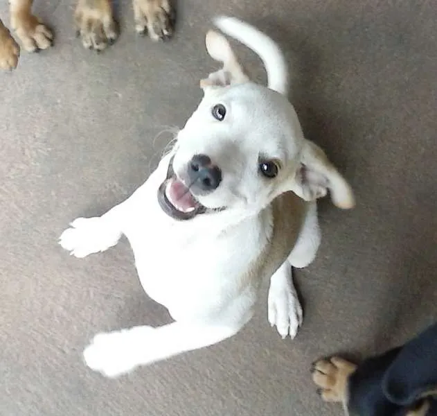 Cachorro raça SRD idade 2 a 6 meses nome Galego
