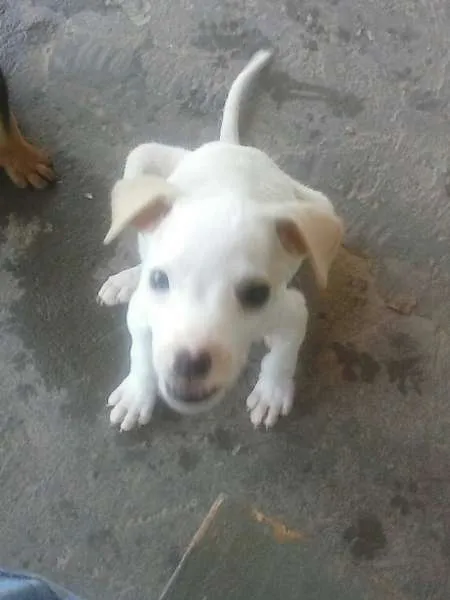 Cachorro raça SRD idade 2 a 6 meses nome Galego