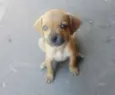 Miudo