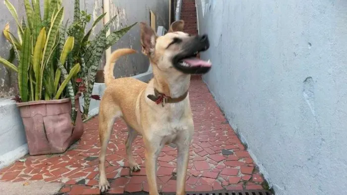 Cachorro ra a SRD idade 7 a 11 meses nome Luana