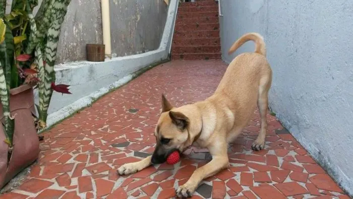 Cachorro ra a SRD idade 7 a 11 meses nome Luana