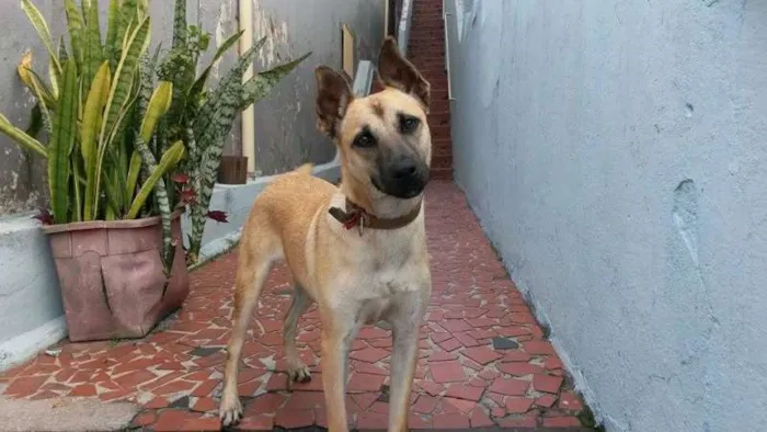Cachorro ra a SRD idade 7 a 11 meses nome Luana