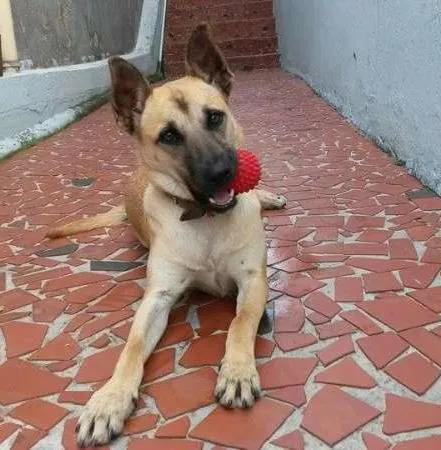 Cachorro ra a SRD idade 7 a 11 meses nome Luana
