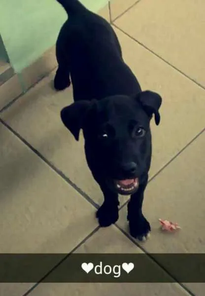 Cachorro ra a vira lata idade 2 a 6 meses nome Snoop