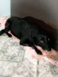 Pretinha