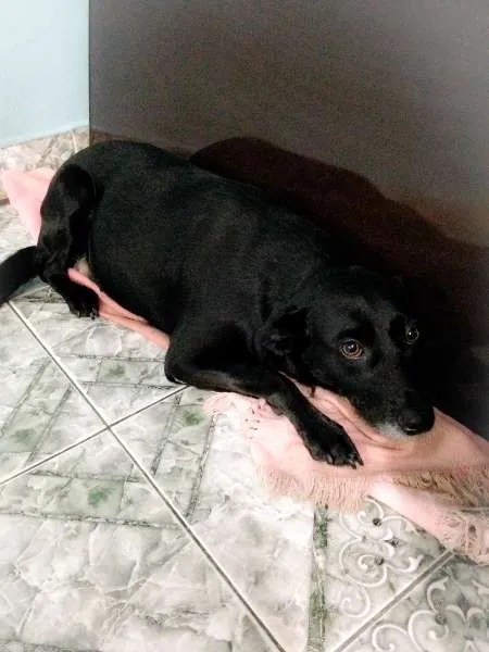 Cachorro raça  idade 2 anos nome Pretinha
