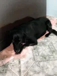 Pretinha