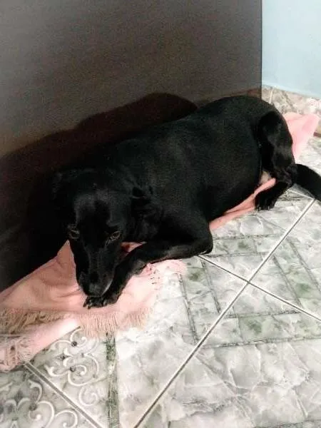 Cachorro raça  idade 2 anos nome Pretinha