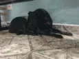 Pretinha
