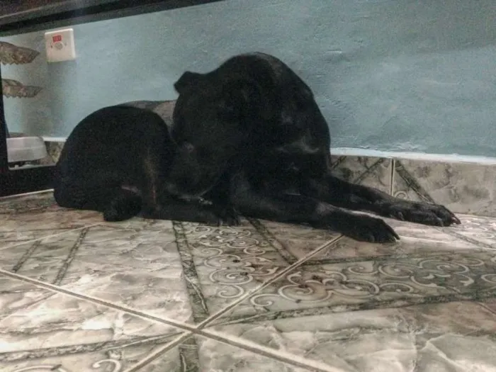 Cachorro raça  idade 2 anos nome Pretinha