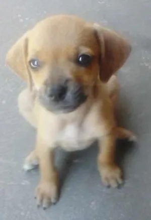 Cachorro raça SRD idade 2 a 6 meses nome Miudo