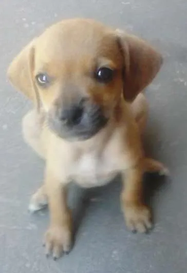 Cachorro raça SRD idade 2 a 6 meses nome Miudo