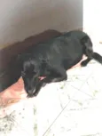 Pretinha