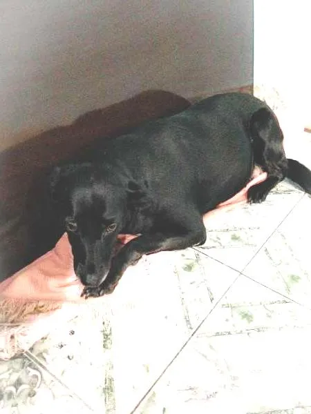 Cachorro raça  idade 2 anos nome Pretinha