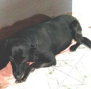 Cachorro raça  idade 2 anos nome Pretinha